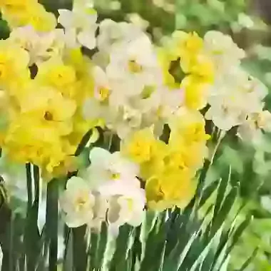 Yellow & White Cheerfulness
